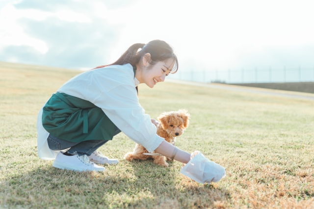 飼い主、犬、芝生