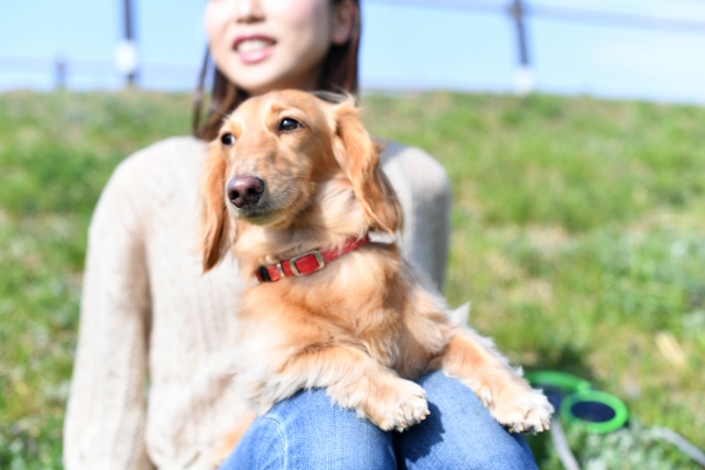 犬、飼い主、外