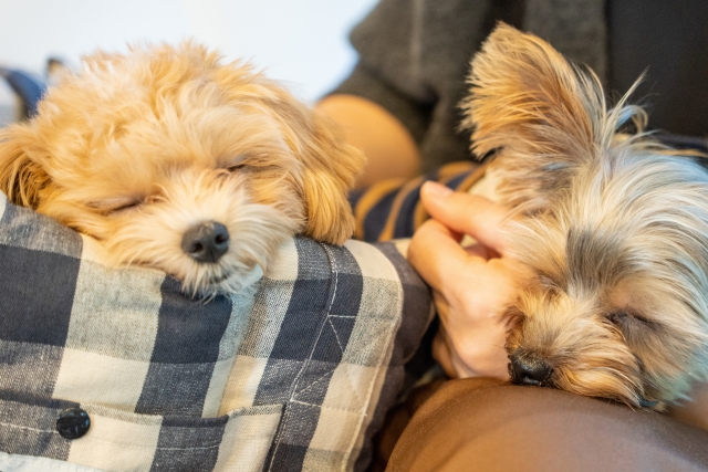 犬、2匹、寝顔