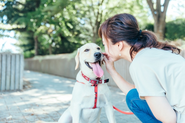 犬