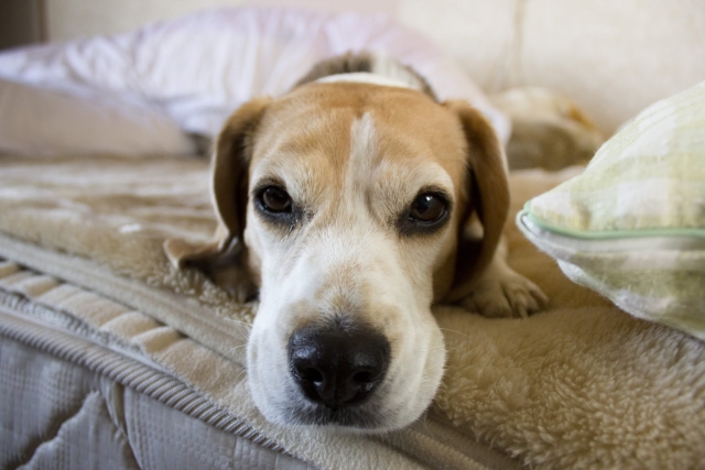 犬の顔、アップ