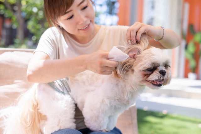 犬、耳のお手入れ