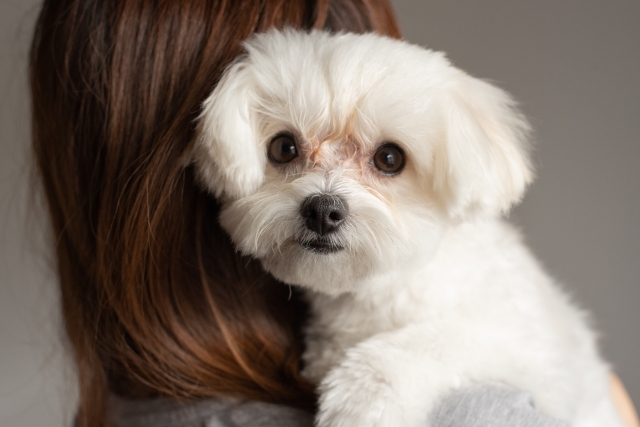 飼い主と犬