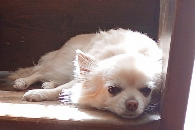 犬