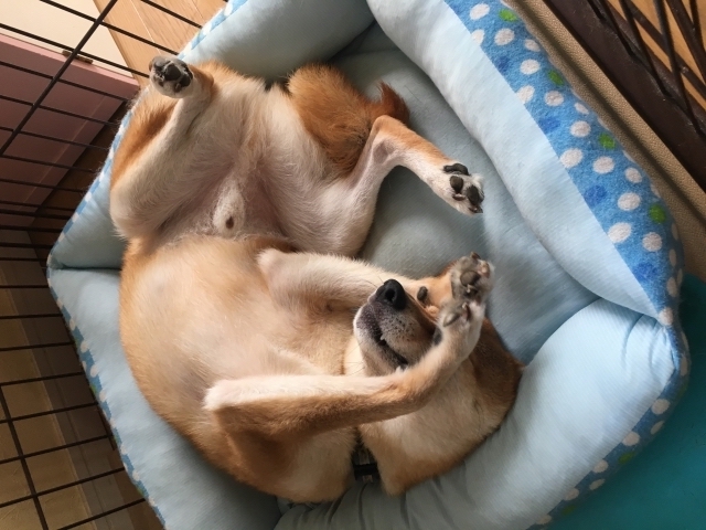 犬