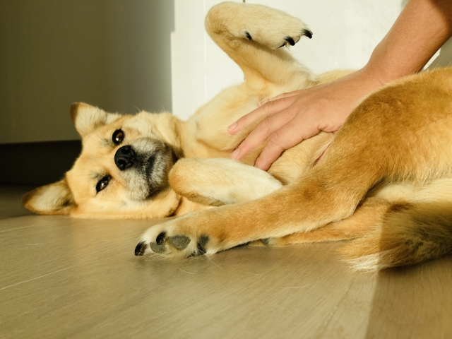 犬