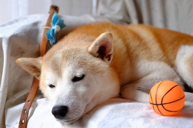 犬