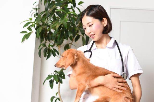 犬