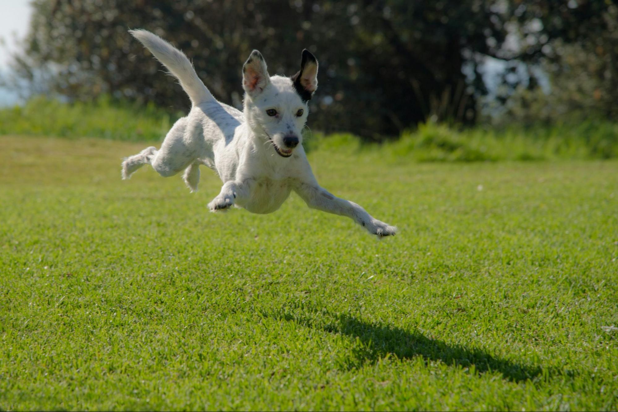犬