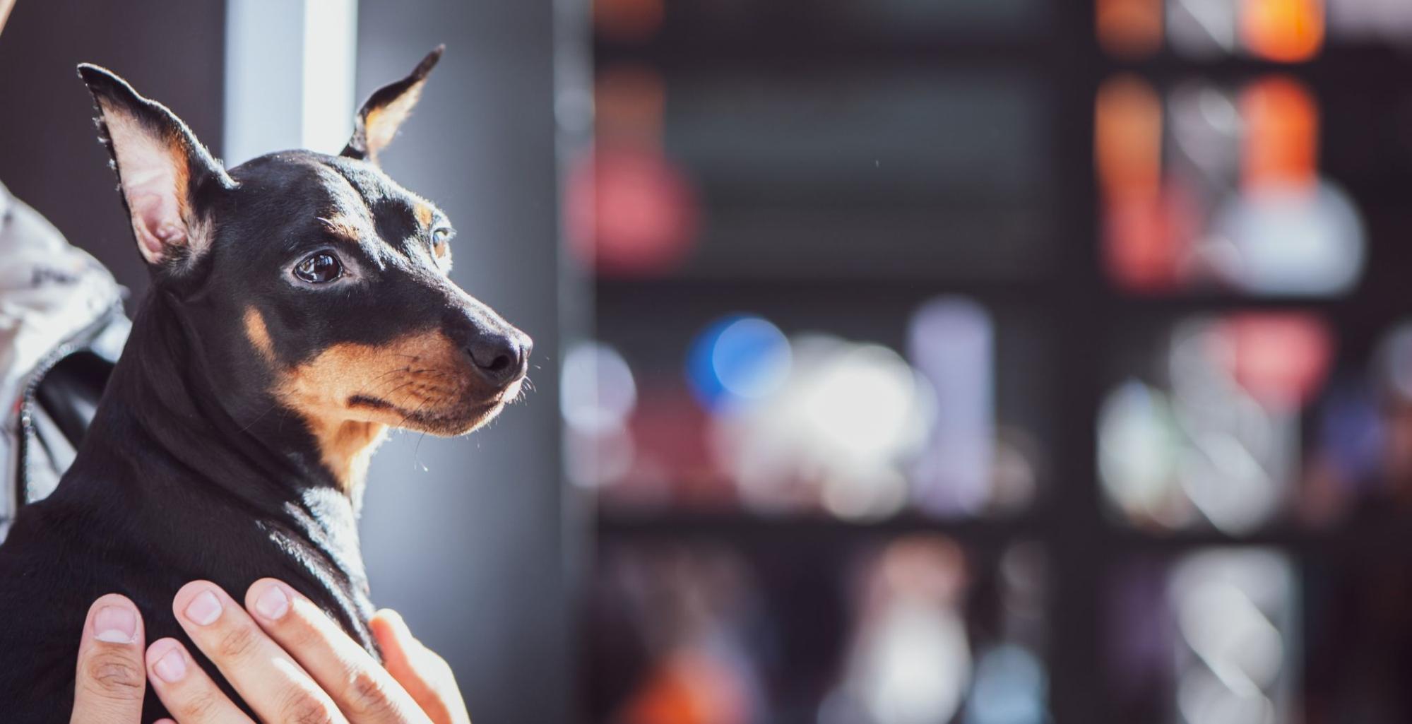 心臓弁膜症になる可能性が最も高いのは誰ですか?