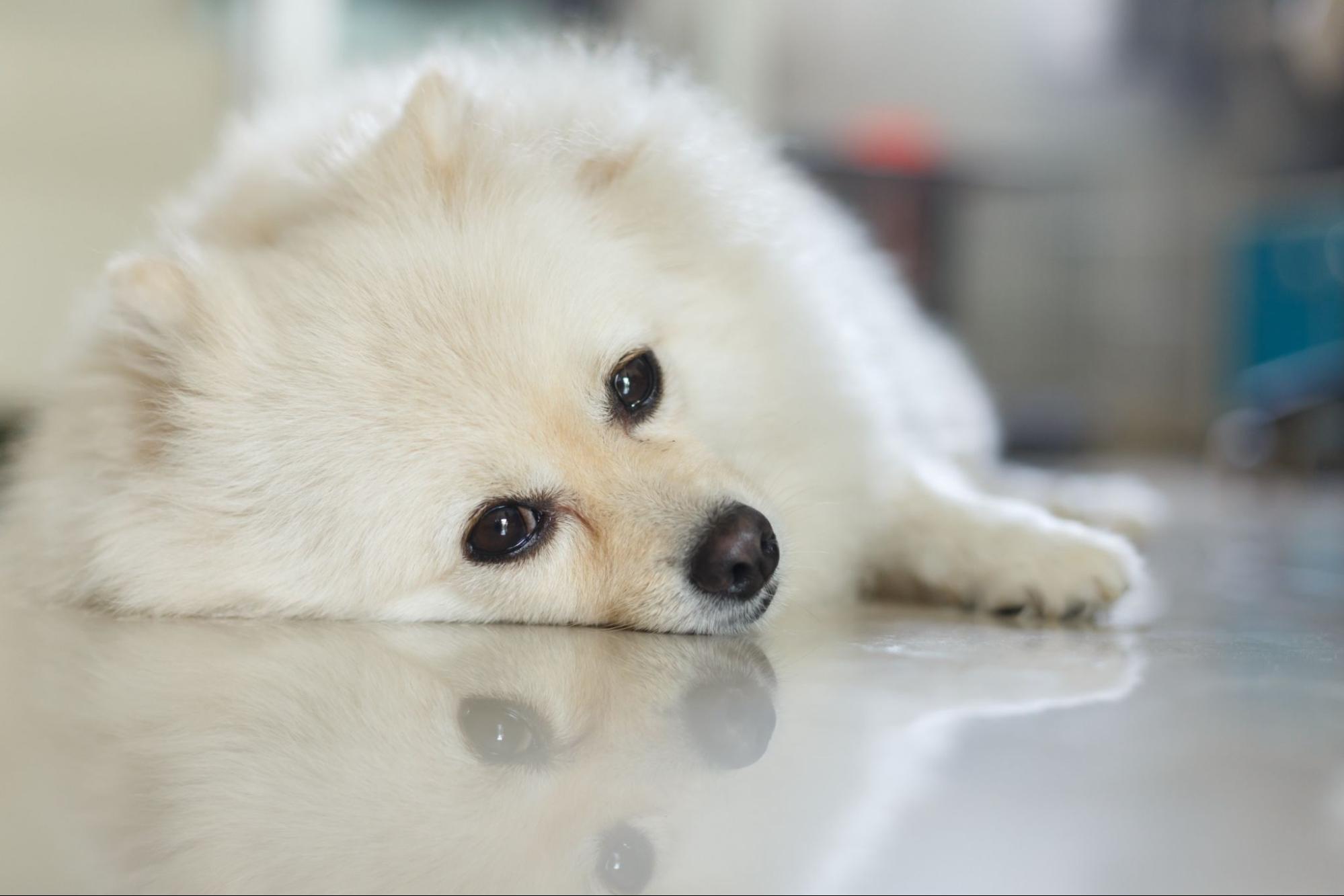 子犬、寝そべる