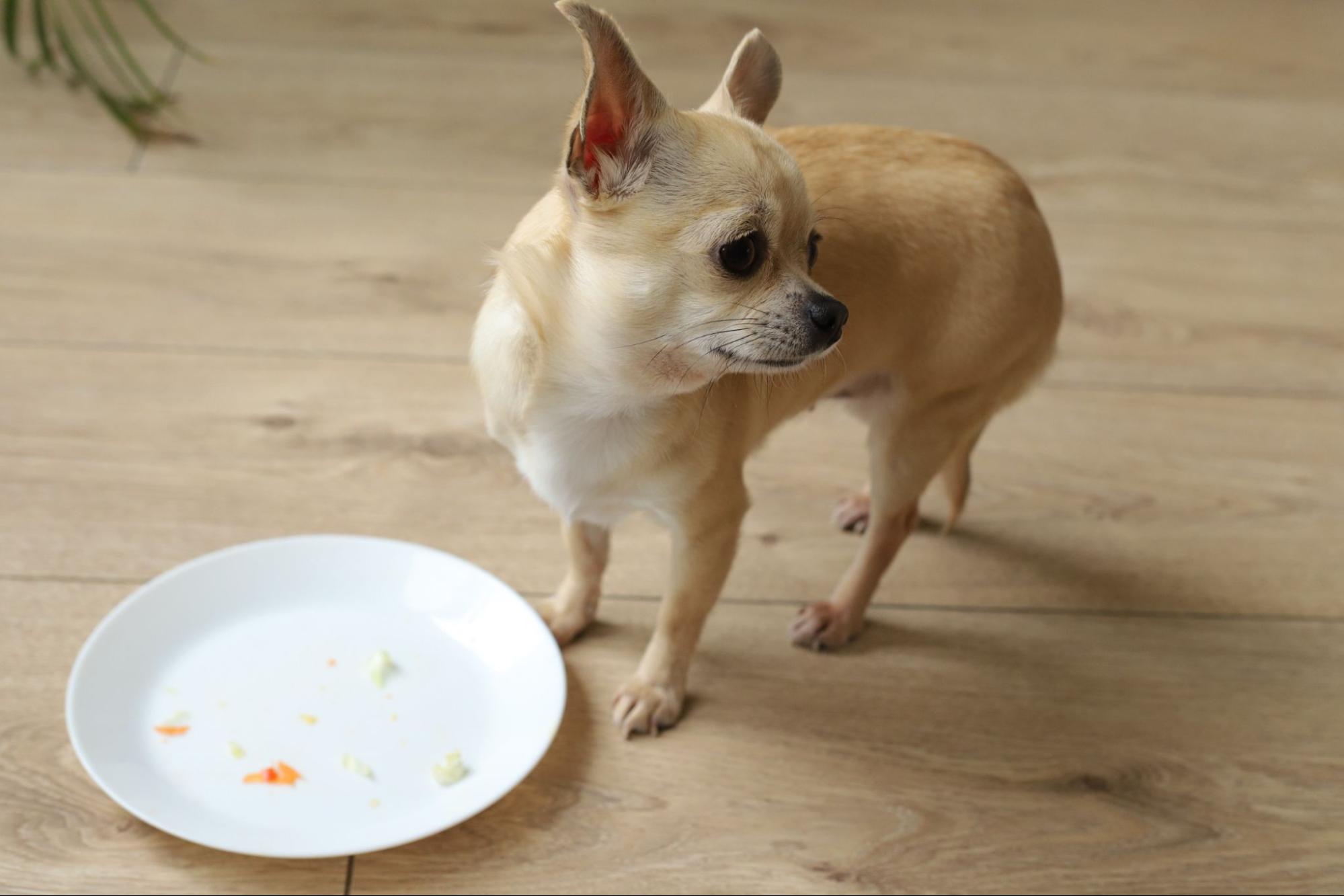 チワワ、お皿、完食