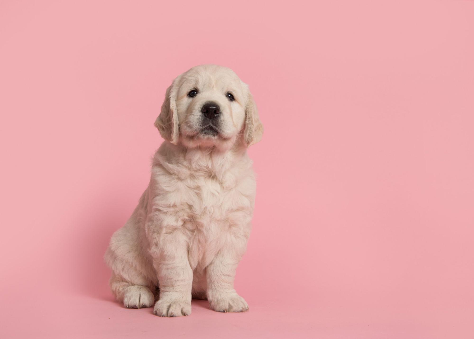 子犬、スタジオ