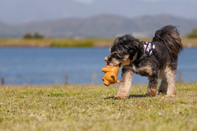 犬