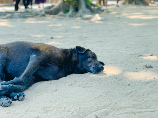 犬、砂浜、暑がる