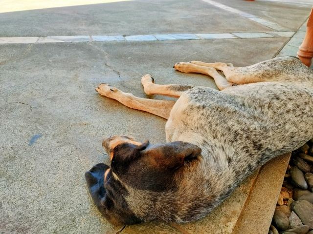 犬、日陰、寝転ぶ