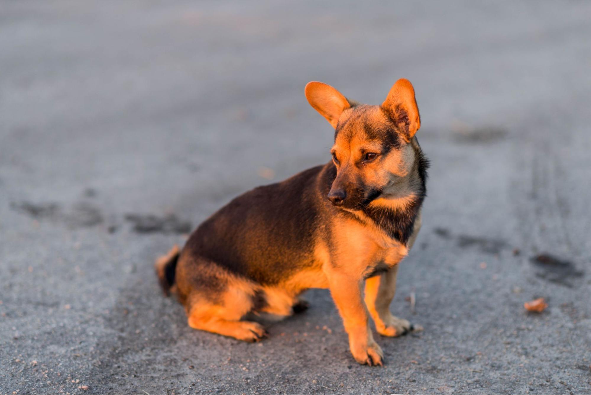 犬、コンクリート