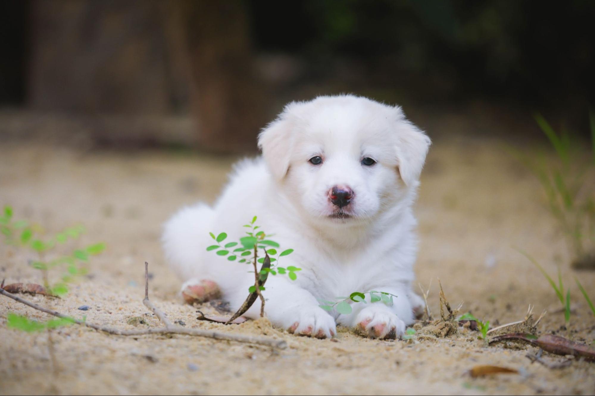 犬、寝転ぶ、野外