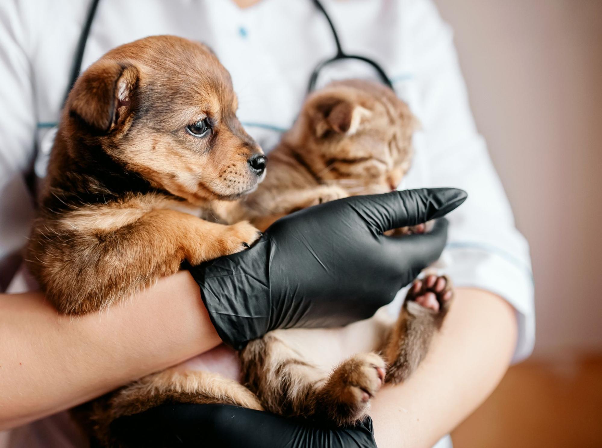 犬、子犬、獣医師、猫