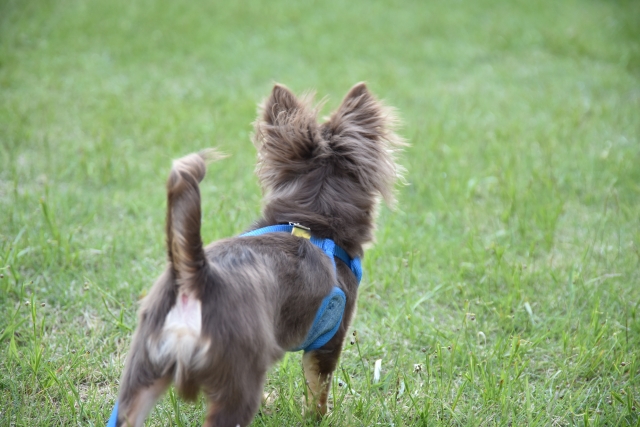 犬の後ろ姿