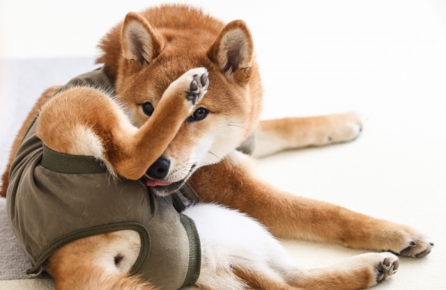 エリザベスウェアを着る柴犬