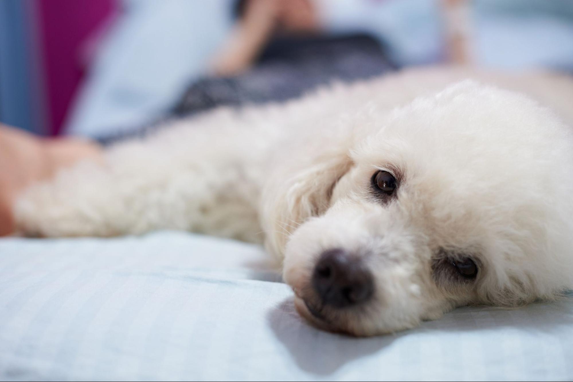 犬、寝そべる