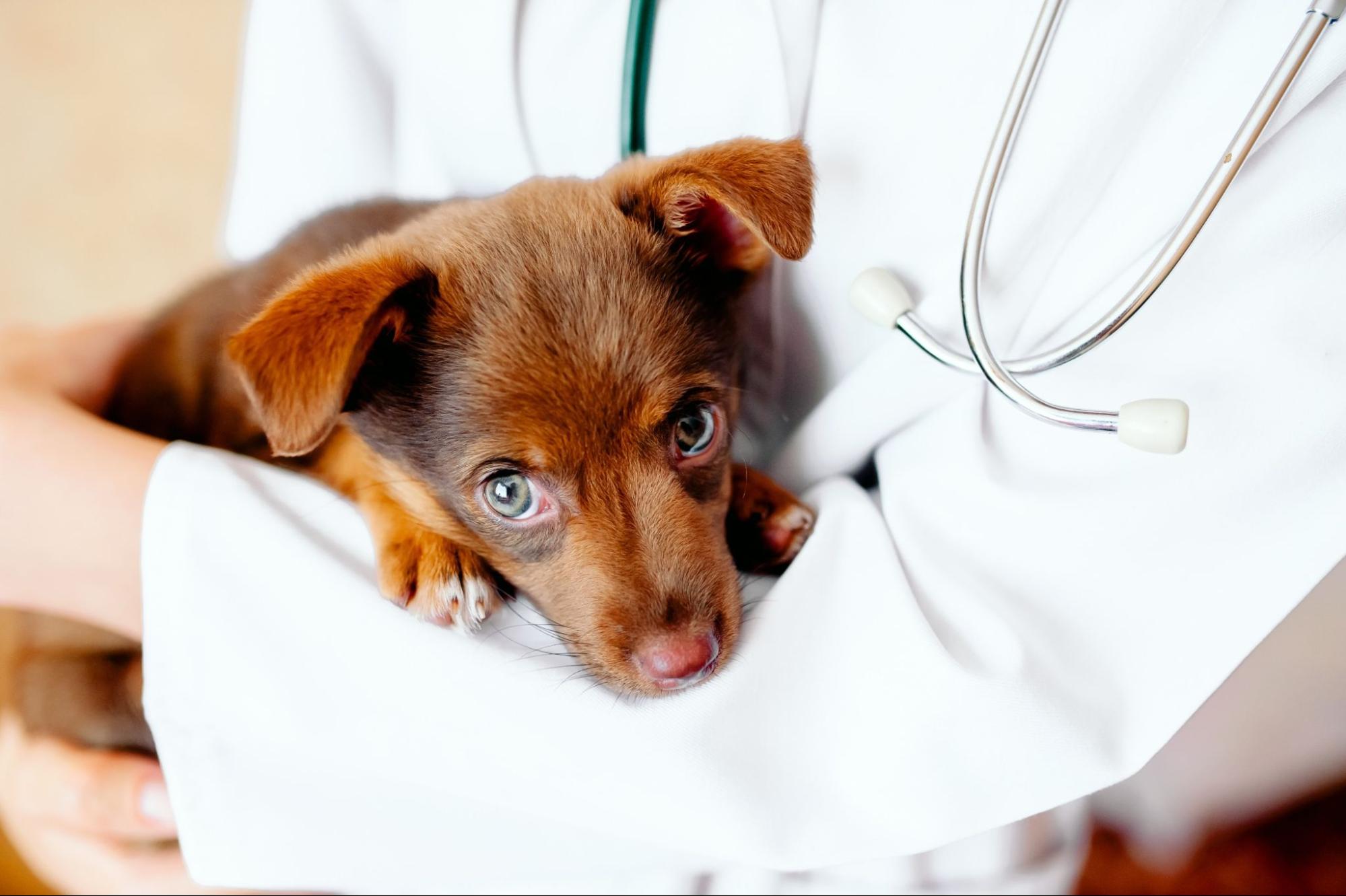 子犬、抱き抱えられる