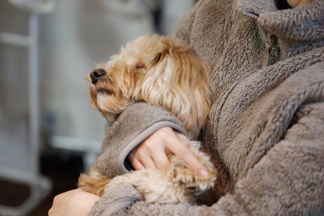抱っこされる犬