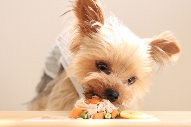 犬、食材