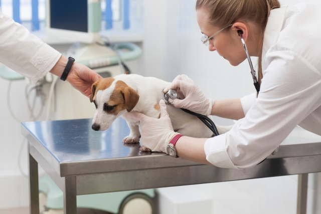 犬、動物病院、診察