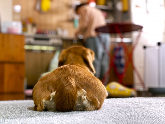 犬、ご飯待ち