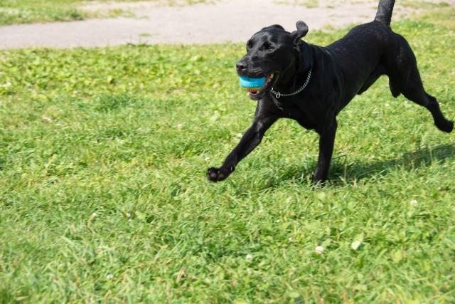 ボール遊びをする犬