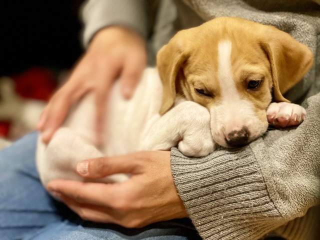 膝の上の犬