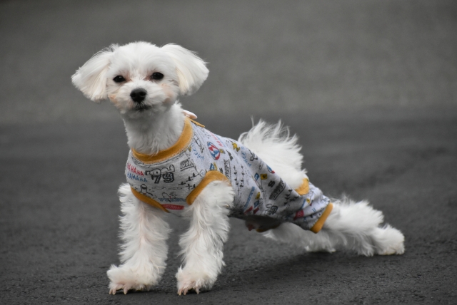 後ろ足を伸ばす犬