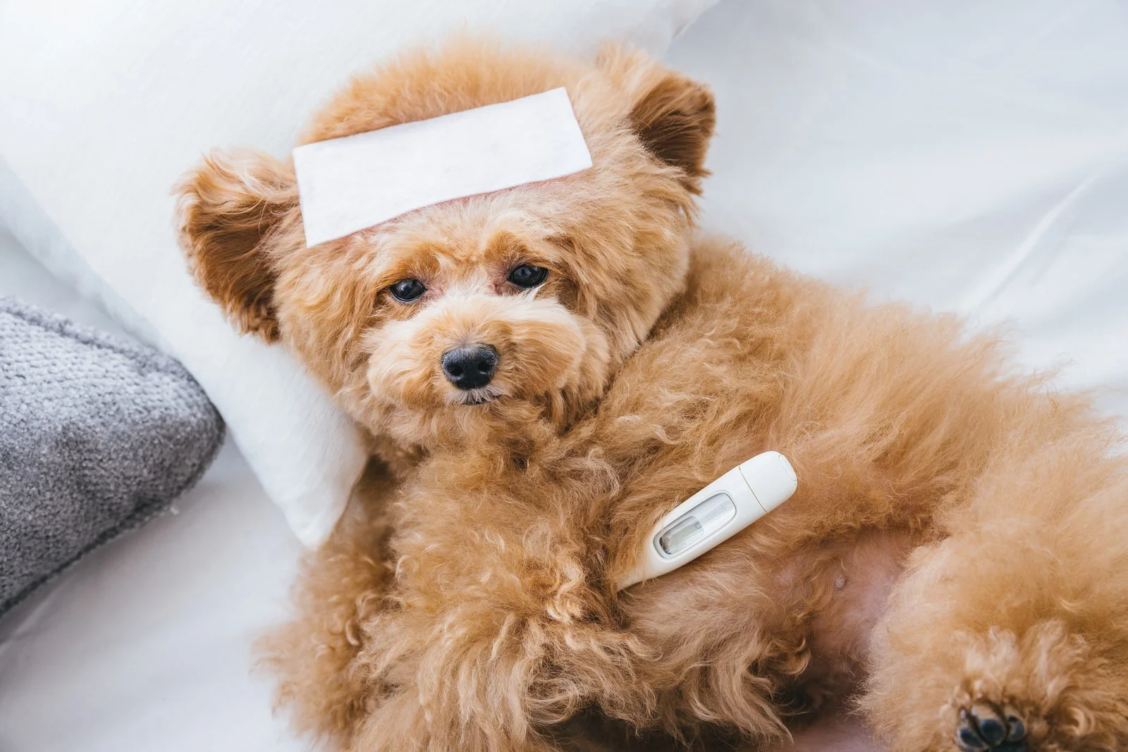 犬