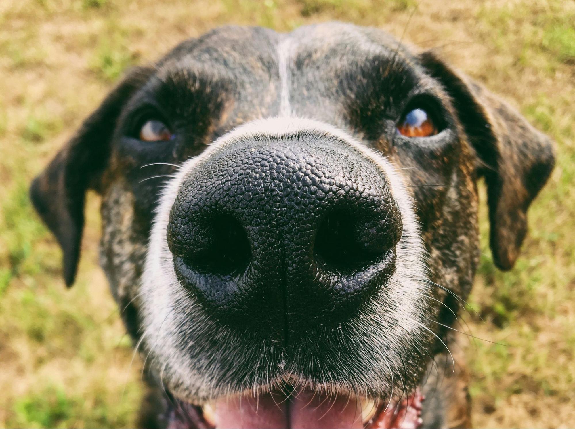 犬
