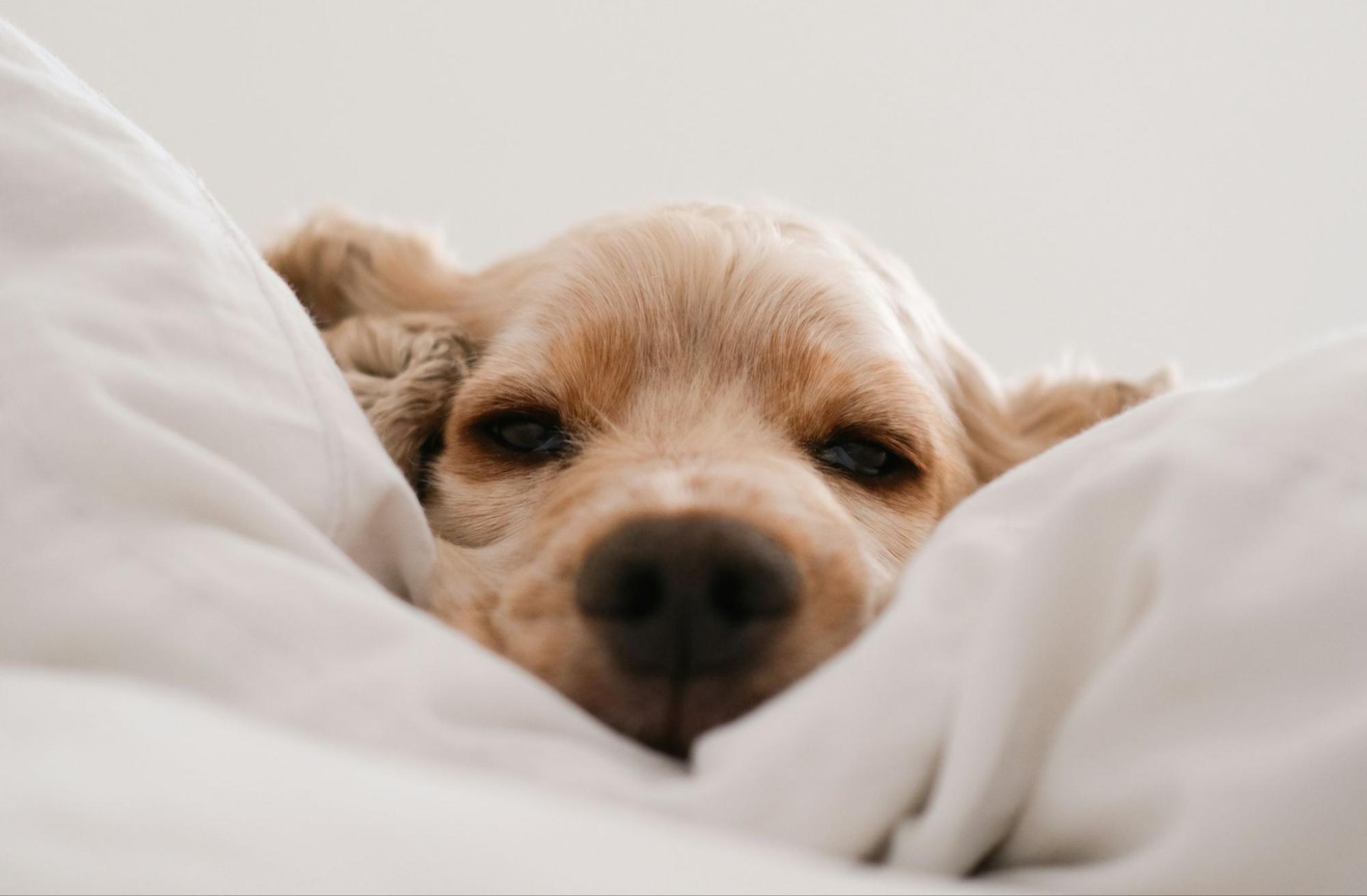 犬
