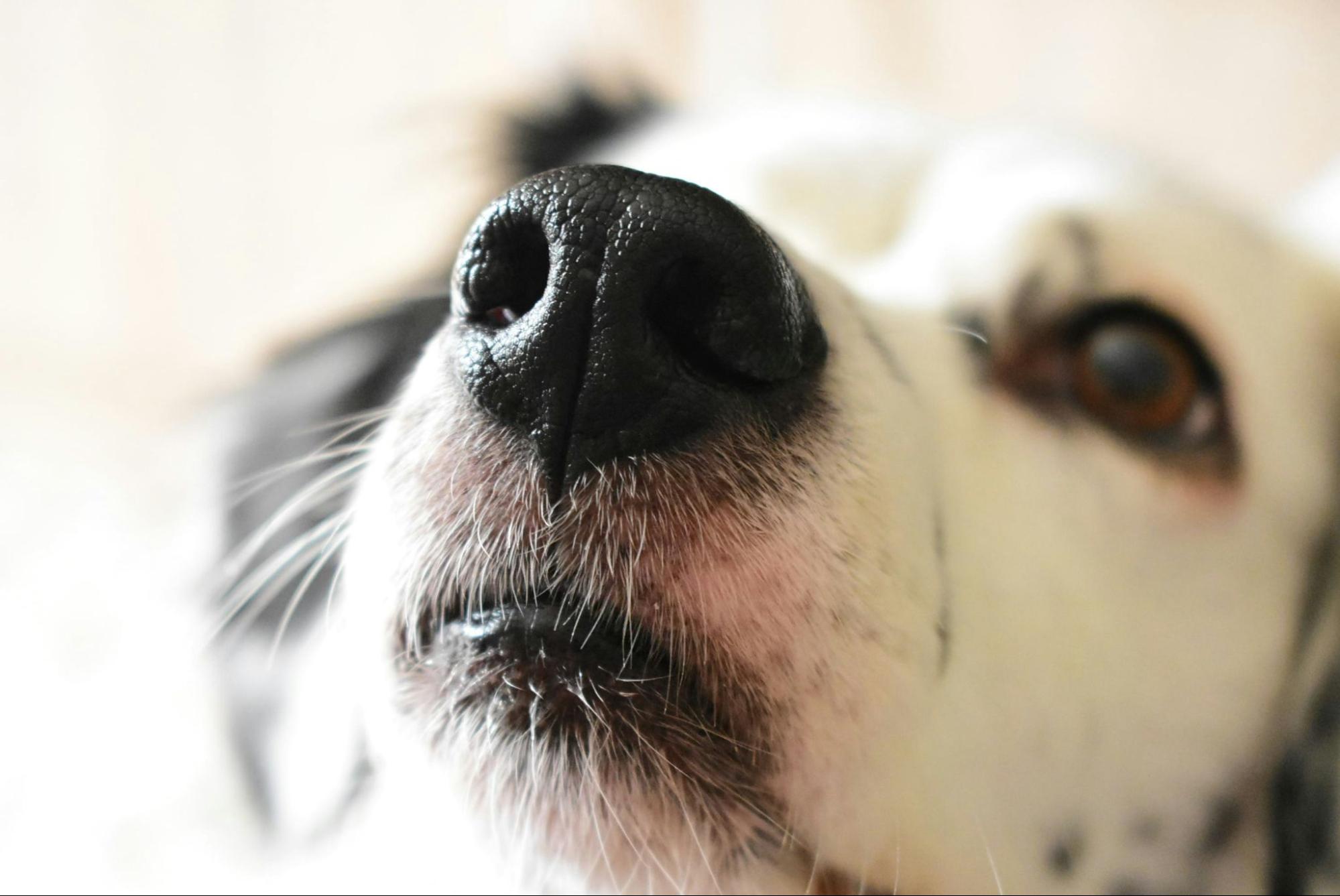犬