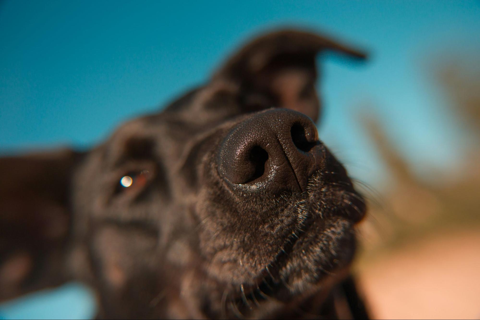 犬