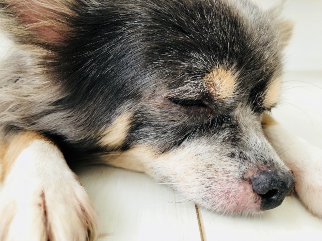 アレルギーの犬