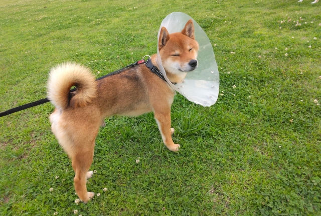 エリザベスカラーをつける柴犬