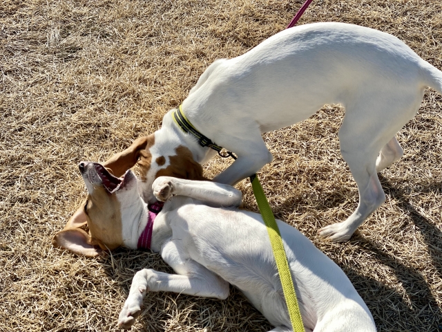 芝生でじゃれ合う犬