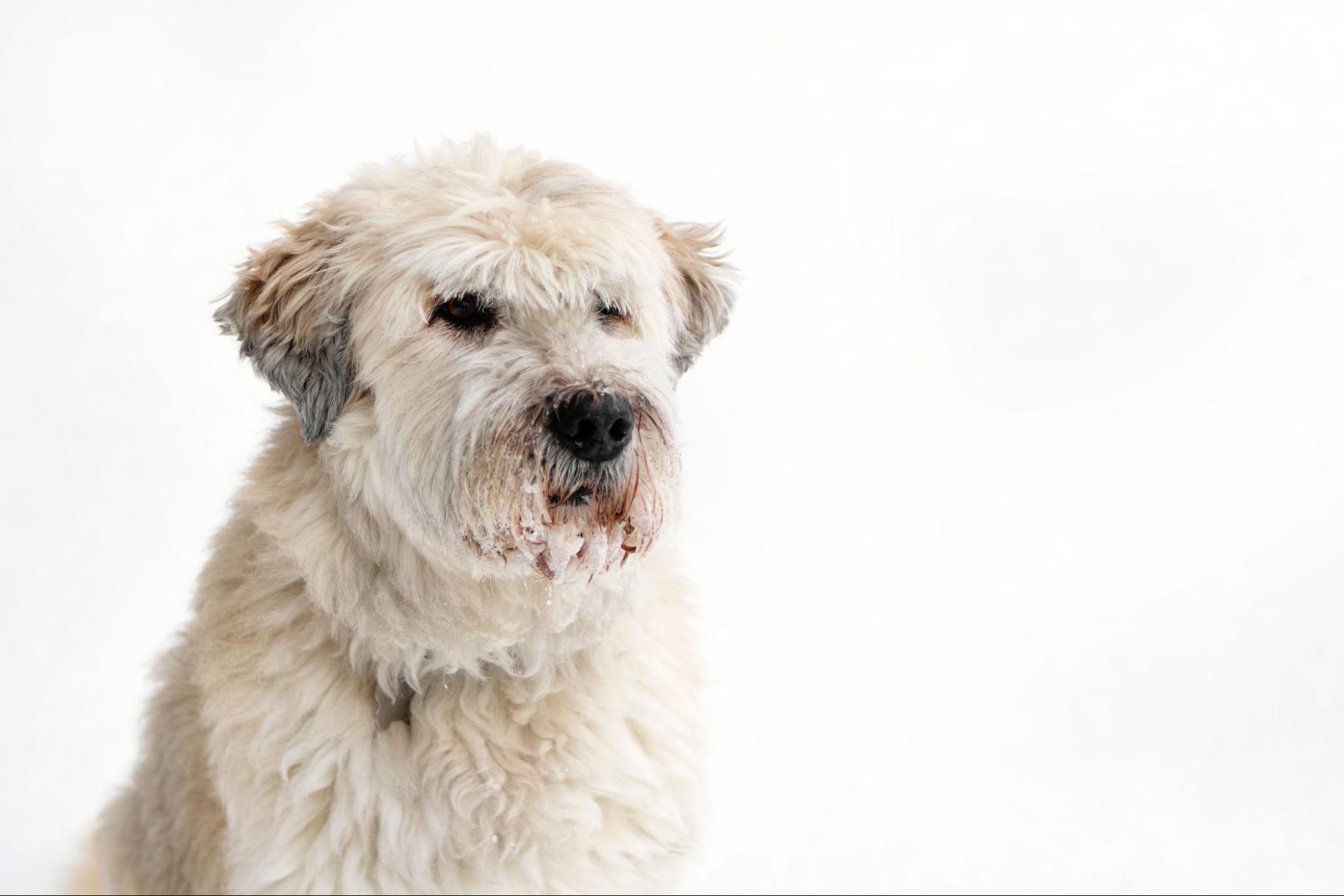犬