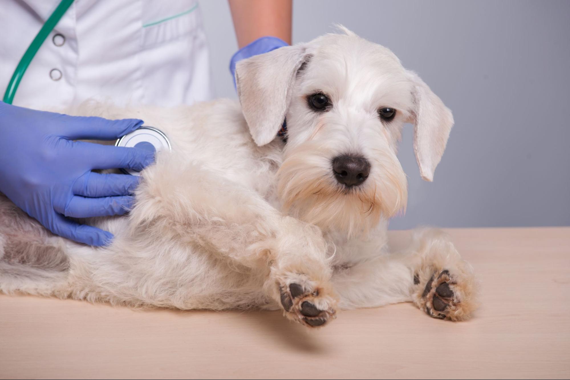 犬