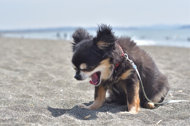 チワワ、砂浜、くしゃみ