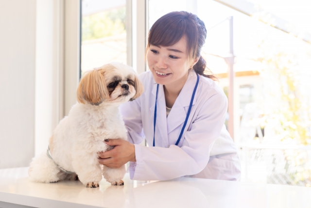 動物病院、シーズー