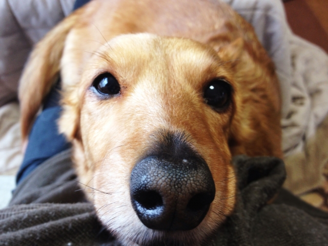 犬、鼻