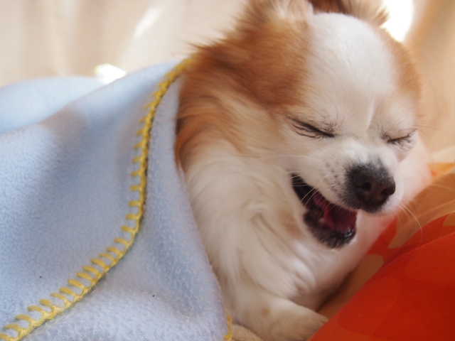 くしゃみをする犬