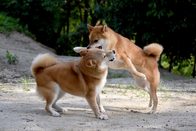 戯れる柴犬