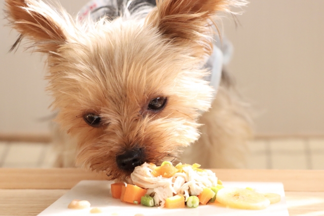 犬、ご飯